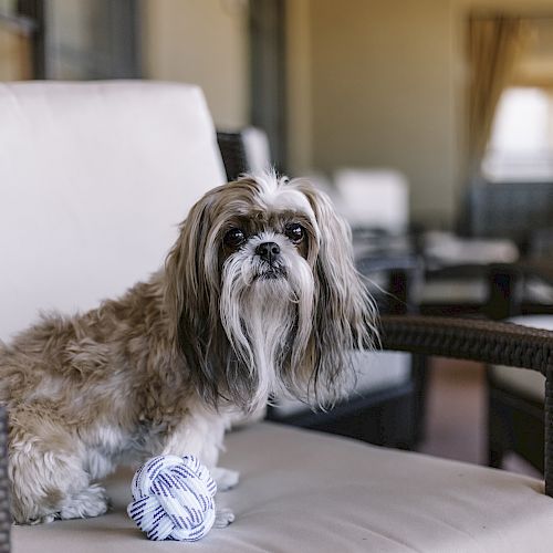 A small, fluffy dog with a white and brown coat sits on an outdoor chair, next to a ball of yarn. The background shows a cozy patio setting.