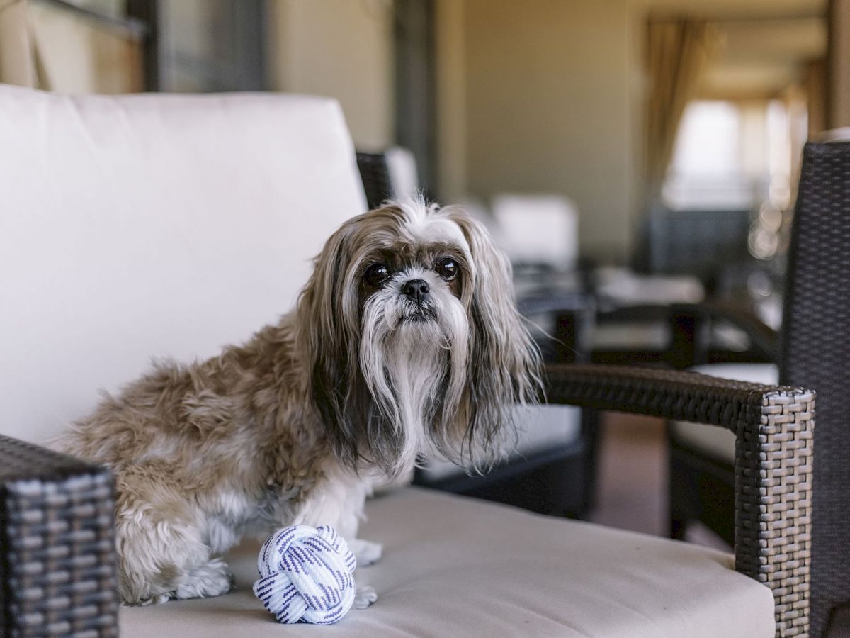 A small dog with long fur sits on a cushioned outdoor chair with a ball of string in front of it.