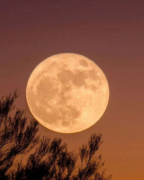 A full moon rises against a twilight sky, partially obscured by tree branches silhouetted in the foreground.