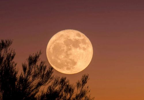 A full moon rises against a twilight sky, partially obscured by tree branches silhouetted in the foreground.