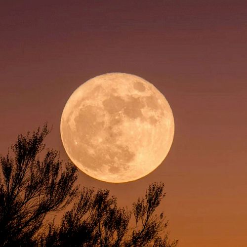 A full moon rises against a twilight sky, partially obscured by tree branches silhouetted in the foreground.