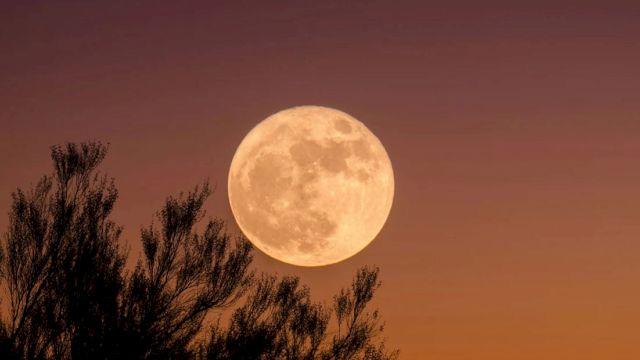 A full moon rises against a twilight sky, partially obscured by tree branches silhouetted in the foreground.